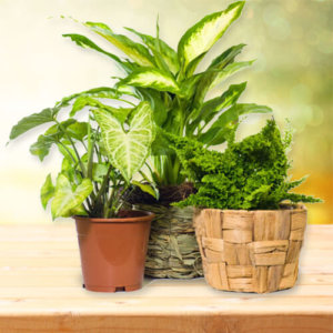 Decreased oxygen environment helped with house plants.