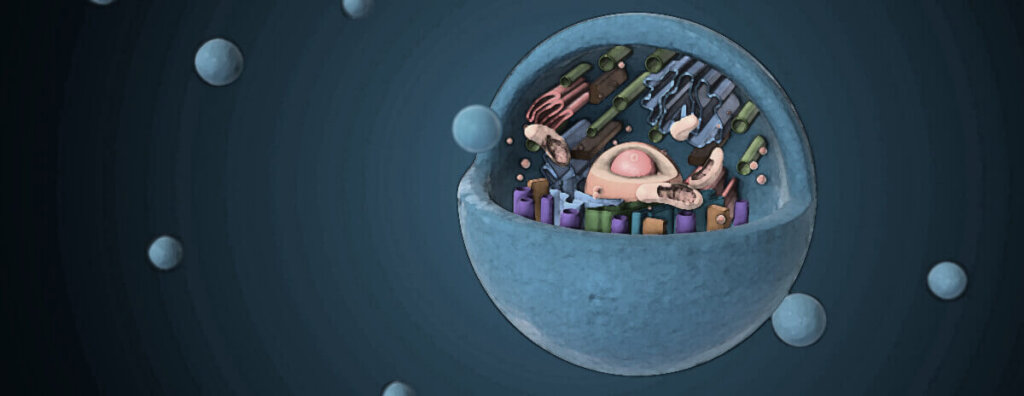 illustration of a cell showing how oxygen works to create energy with the mitochondria.