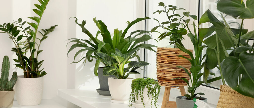 House plants improve indoor air quality.