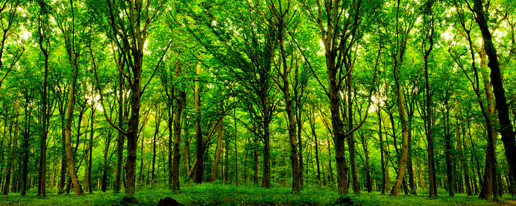 Forest of trees | Spending time in nature to improve oxygen levels.